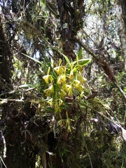Epidendrum erosum