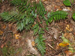 Asplenium appendiculatum appendiculatum