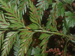Asplenium appendiculatum appendiculatum