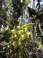 Epidendrum erosum
