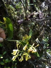 Epidendrum erosum