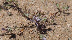 Eriastrum eremicum eremicum