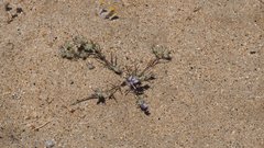 Eriastrum eremicum eremicum