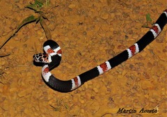 Rhinobothryum lentiginosum