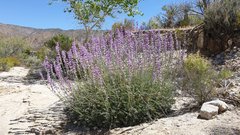 Lupinus excubitus austromontanus