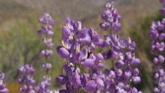 Lupinus excubitus austromontanus
