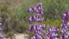 Lupinus excubitus austromontanus