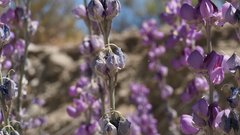 Lupinus excubitus austromontanus