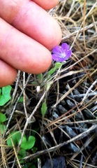 Phacelia strictiflora