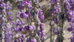 Lupinus excubitus austromontanus