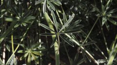 Lupinus excubitus austromontanus
