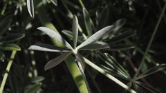 Lupinus excubitus austromontanus