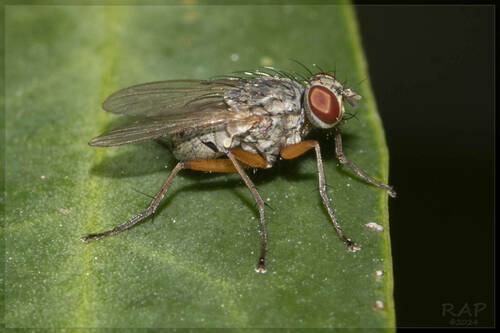 Neodexiopsis geniculata