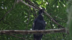 Gymnoderus foetidus