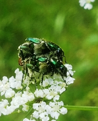 Trichiotinus lunulatus