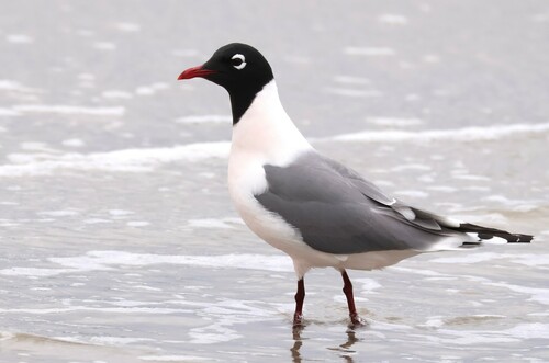 Gaviota pipizcán (Larus pipixcan)