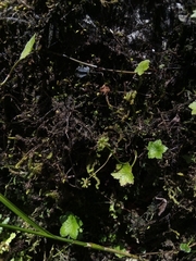 Hydrocotyle humboldtii