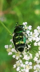 Trichiotinus lunulatus