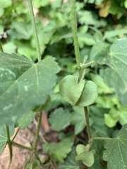 Rhynchosida physocalyx