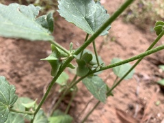 Rhynchosida physocalyx