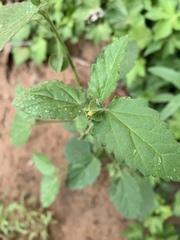 Rhynchosida physocalyx