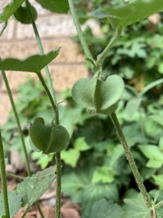 Rhynchosida physocalyx