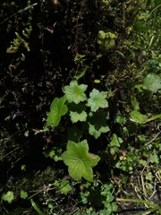 Hydrocotyle humboldtii
