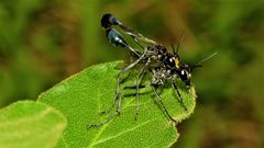 Eremnophila