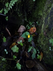 Calceolaria mexicana