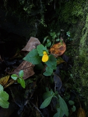 Calceolaria mexicana