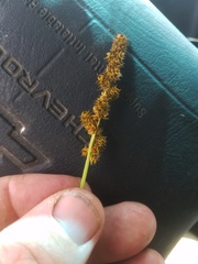 Carex fissa