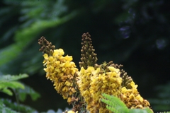 Cenostigma pluviosum peltophoroides