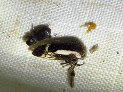 Ophiderma flavicephala