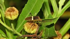 Hypselonotus lineatus