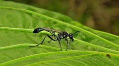 Eremnophila