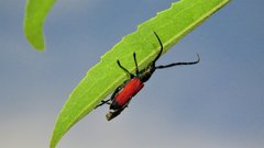 Caperonotus cardinalis