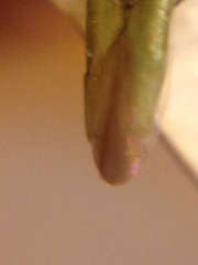 Trigonotylus
