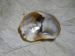 Bostrycapulus aculeatus