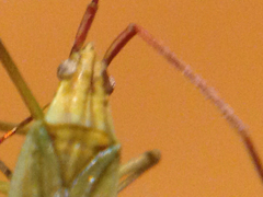 Trigonotylus