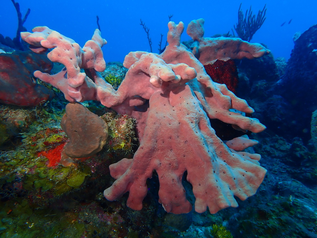 Neopetrosia proxima