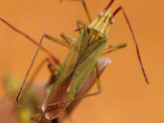 Trigonotylus