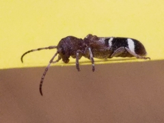 Psenocerus supernotatus