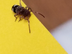 Psenocerus supernotatus