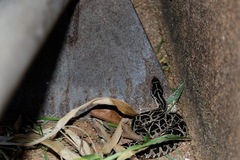 Bothrops alternatus