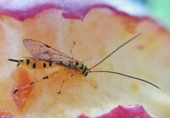 Xanthopimpla rhopaloceros