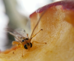 Xanthopimpla rhopaloceros