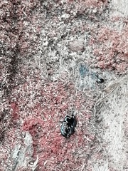 Hololepta