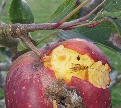 Xanthopimpla rhopaloceros