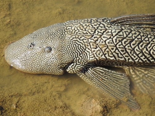 Pterygoplichthys ambrosettii (Holmberg, 1893)