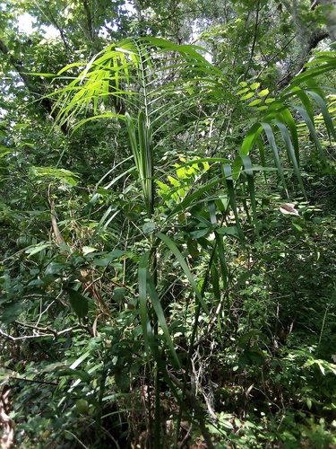 Roystonea regia - Flowers
